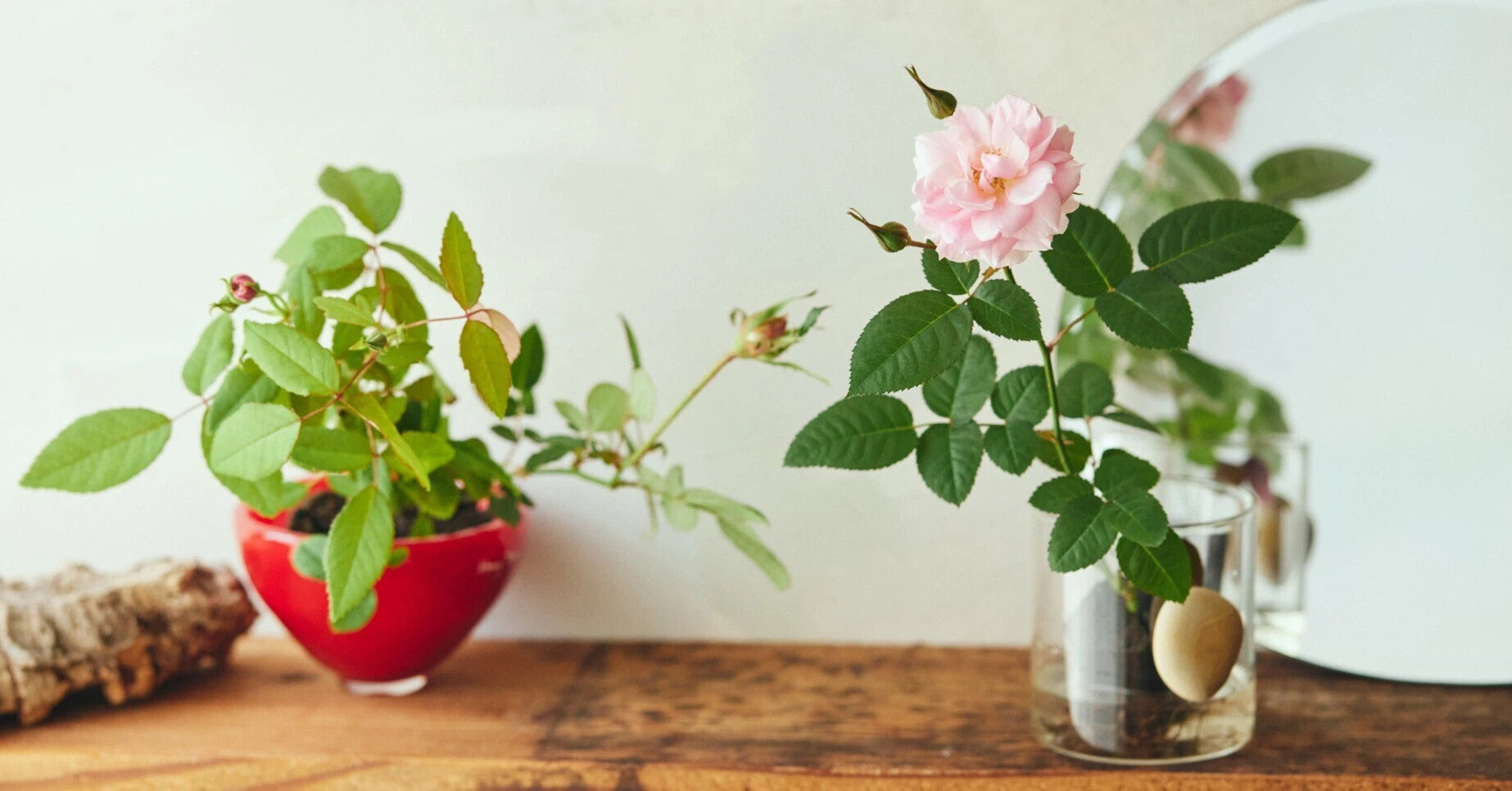 WABARA|Rose Farm KEIJI – WABARA online store WABARA|Rose Farm KEIJI – WABARA online store