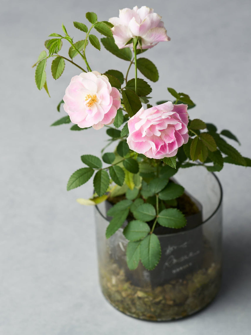 正規品　蕾2つ付き　和バラ　8号鉢 正規品 蕾2つ付き 和バラ 8号鉢 正規品 蕾2つ