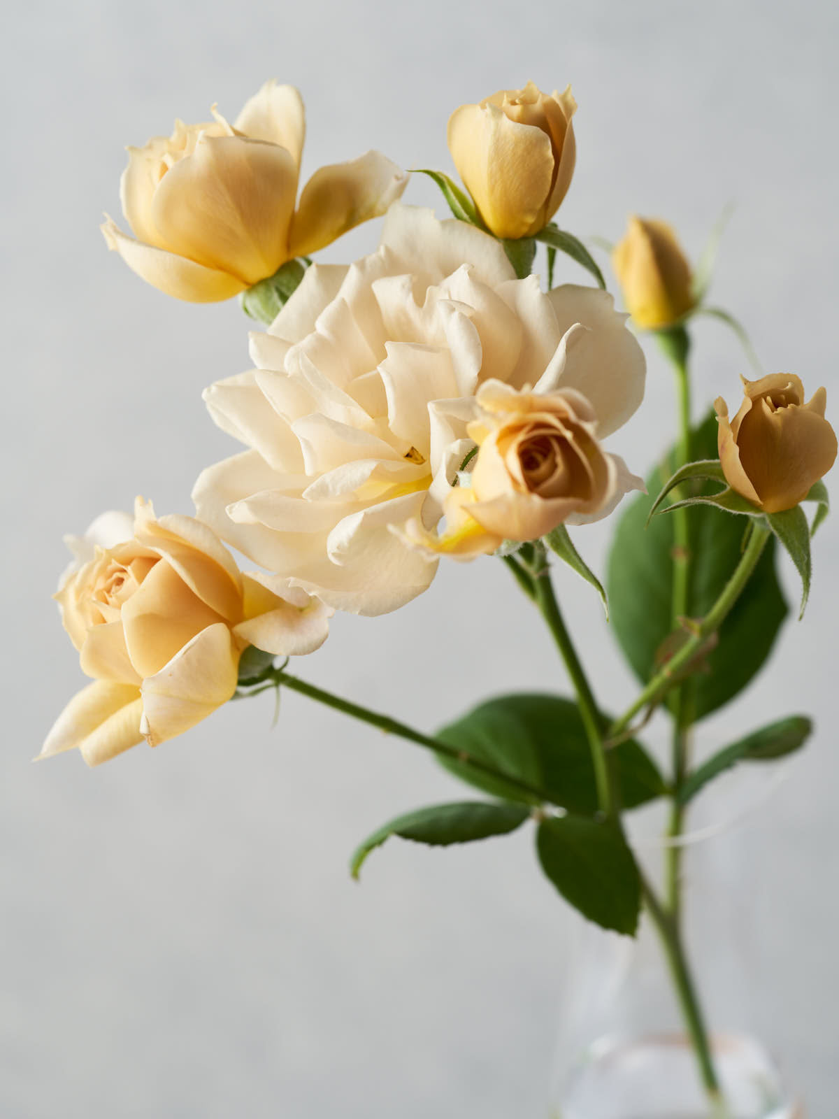 薔薇のかご アイアン鳥かご H 23cm W13cm D 12cm | 高級フラワーギフト