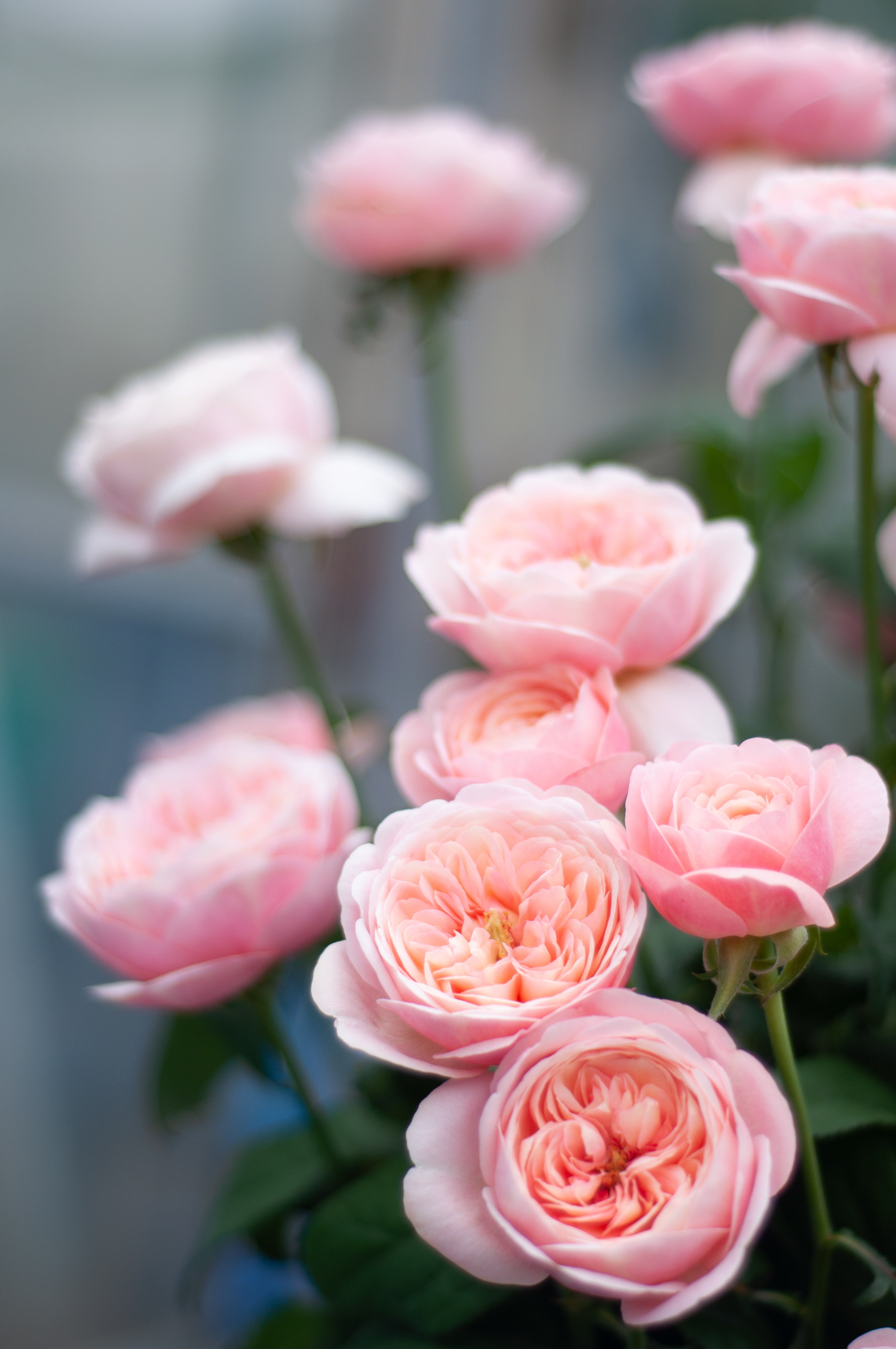 和薔薇大き苗 楽天市場】予約販売 バラ苗 バラ大苗 大輪 サマンサ 四季咲き