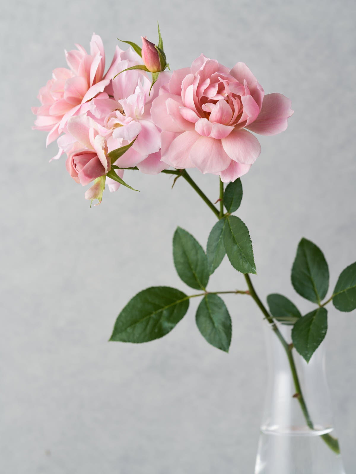 おへやで育てるばらmini：葵-七 – WABARA online store