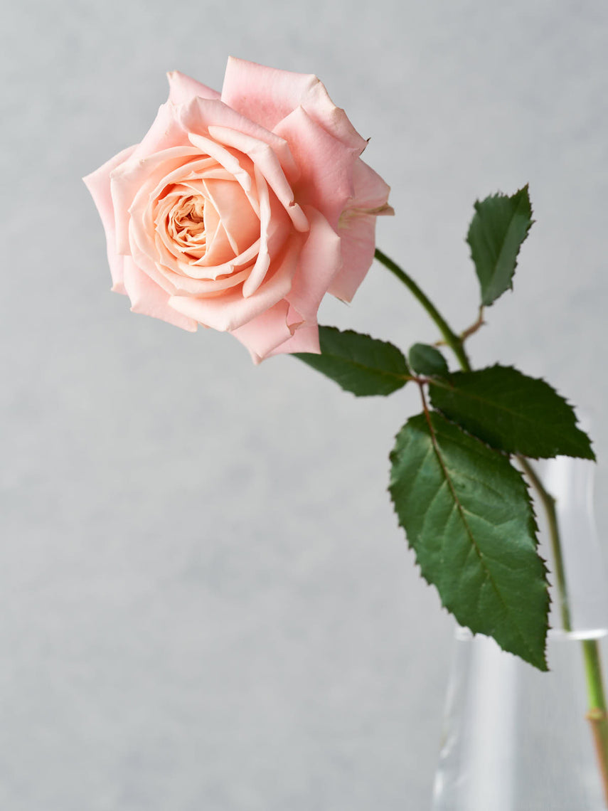 わばら図鑑 – タグ 