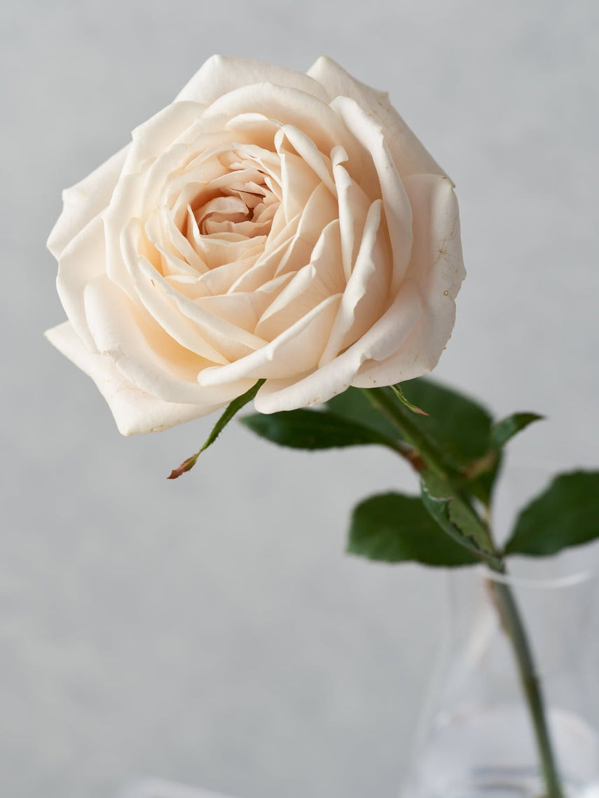 週末セール！ラスト株！蕾付き❤️完全終了！超入手困難 和バラ苗 Rosie – WABARA online store