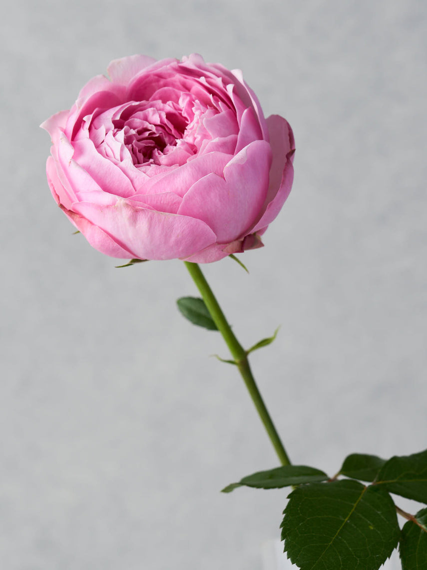 ⭕️和バラ　『な⚪︎』 わばら図鑑 – タグ 