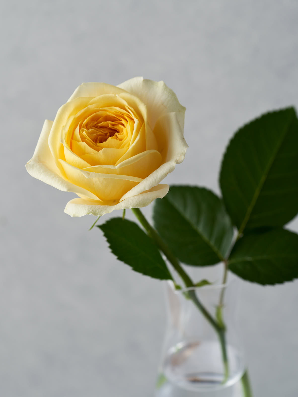 1237_4472x.jpg?v=1622221309