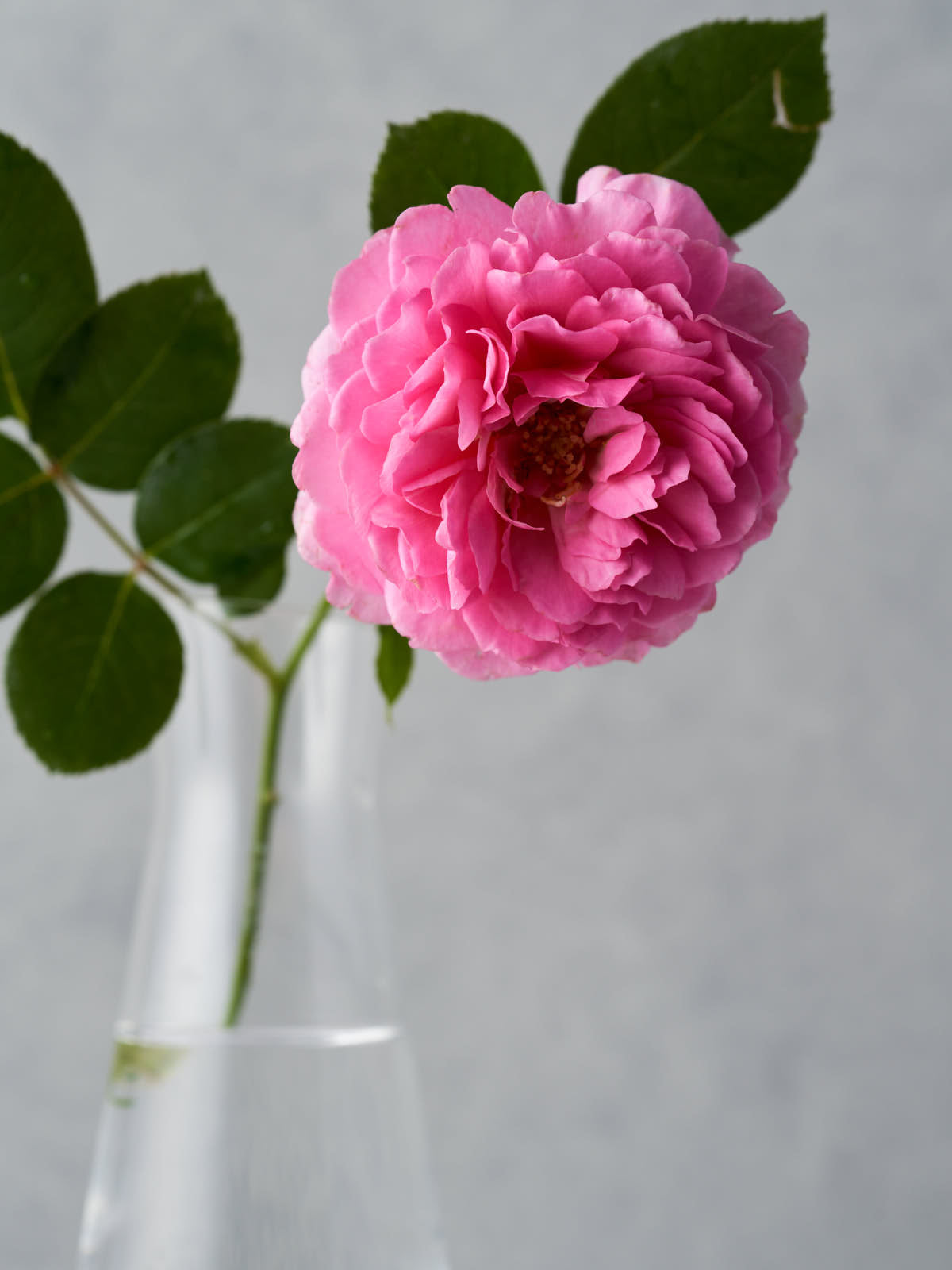 1247_4472x.jpg?v=1622221387