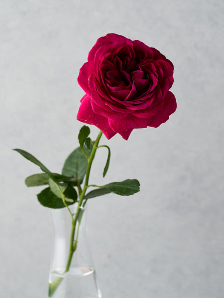 ロシアの紅い薔薇専用 赤い薔薇、一輪「薔薇」のアルバム-みんなの趣味の園芸1180546