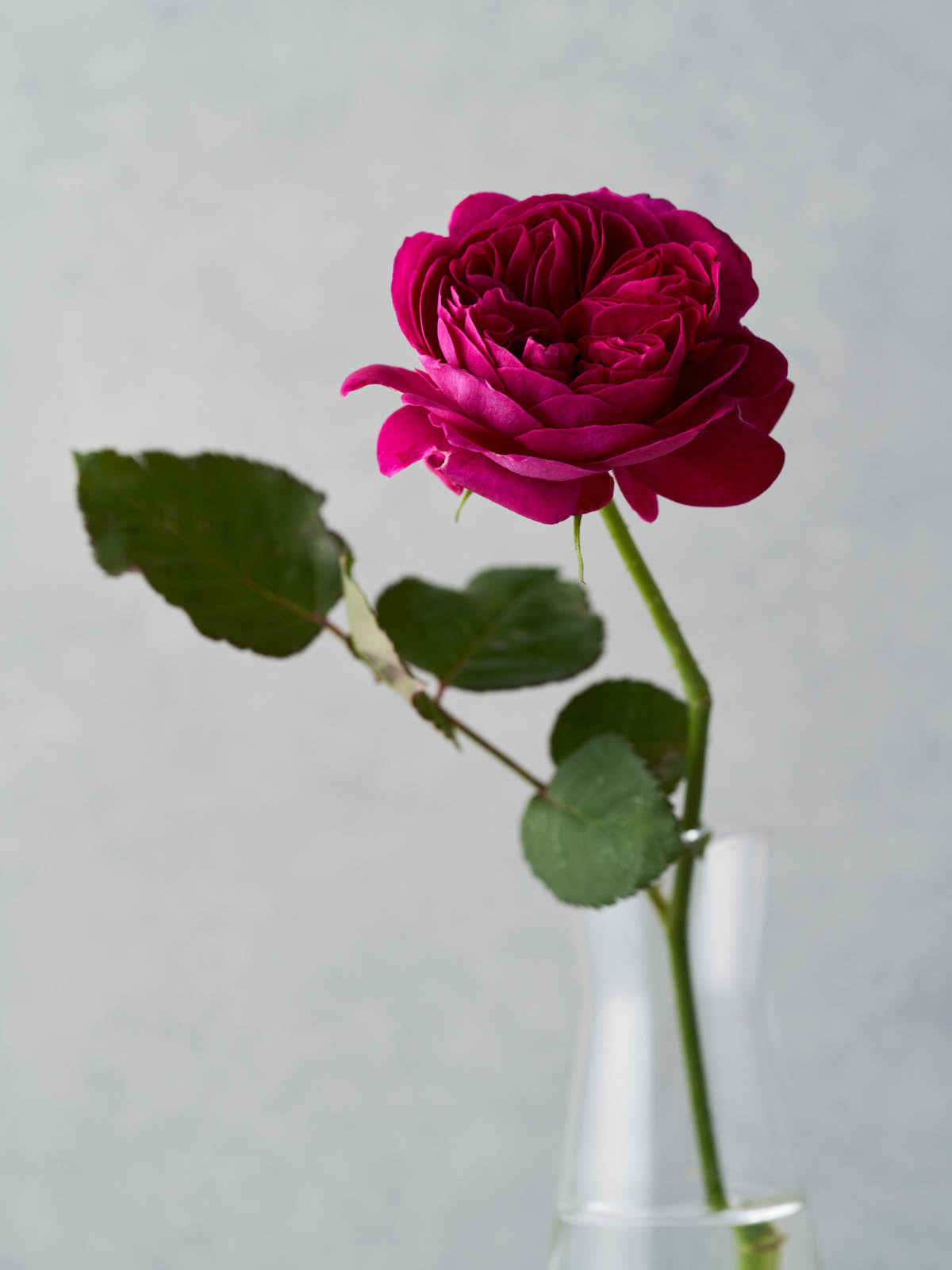 小原流　ハラHisa 見頃】11/6(木)バラの開花状況 - 北九州市立響灘緑地/グリーンパーク