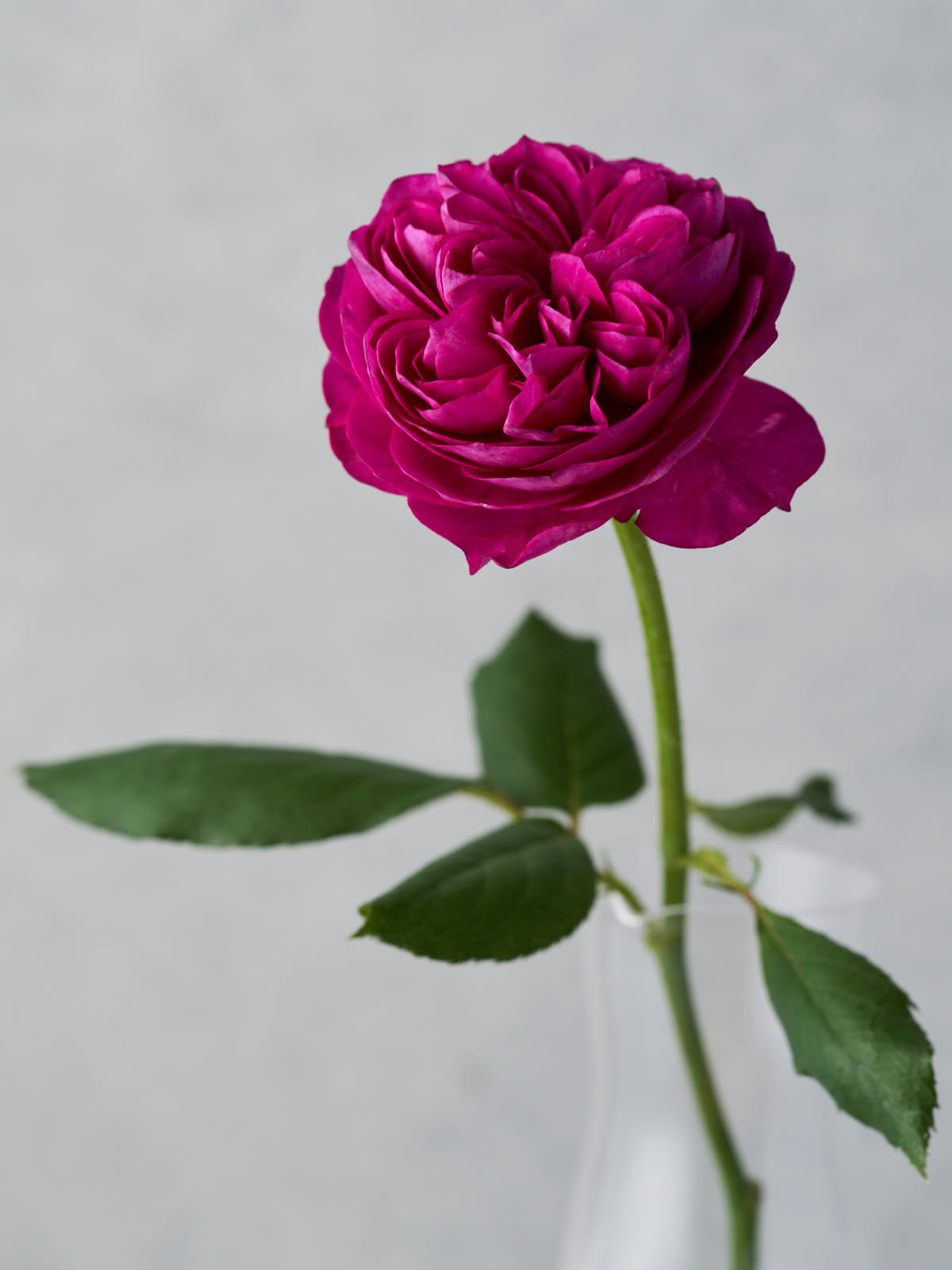 1296_cdcdb29e-b56a-4048-850f-