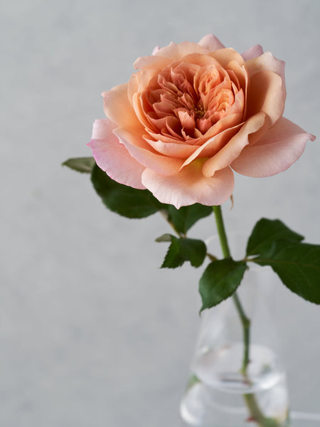 和バラ 確認用 1315_grande.jpg?v=1622270116