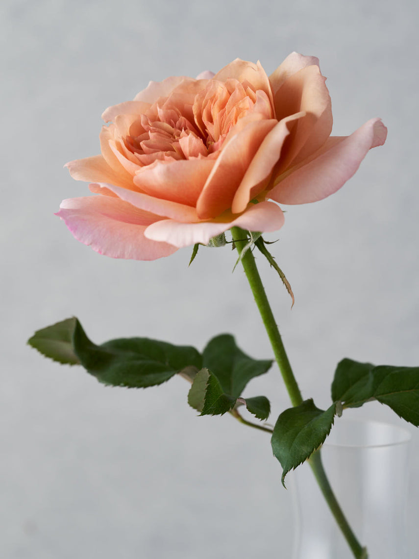 Rosie – WABARA online store