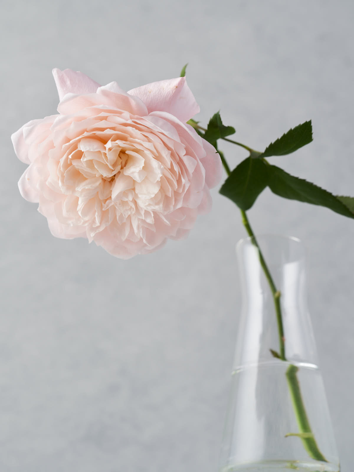 そらはな solahana – WABARA online store