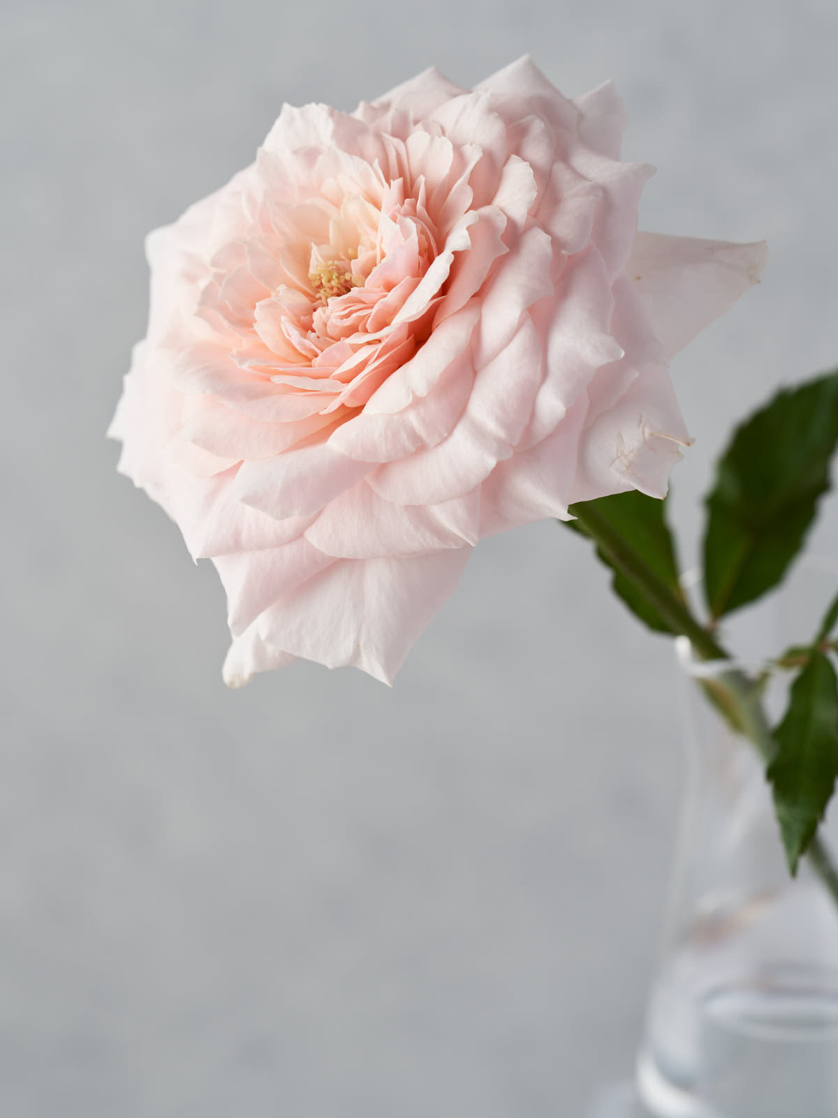 バラ缶 つむぎ 1339_4472x.jpg?v=1622221497