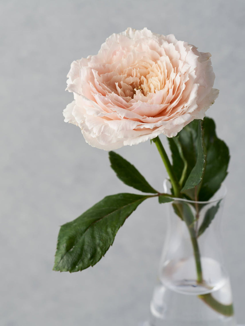 正規品　蕾2つ付き　和バラ　8号鉢 正規品 蕾2つ付き 和バラ 8号鉢 正規品 蕾2つ付き 和バラ 8号鉢