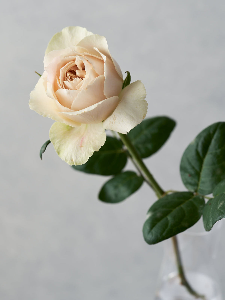 ゆきのにわ yukinoniwa – WABARA online store