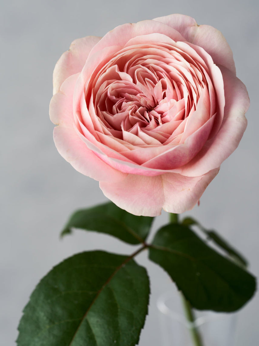 Rosie – WABARA online store