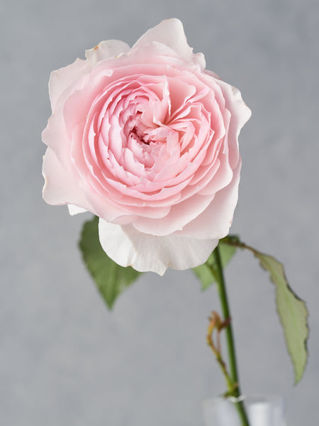 1507_grande.jpg?v=1622269211