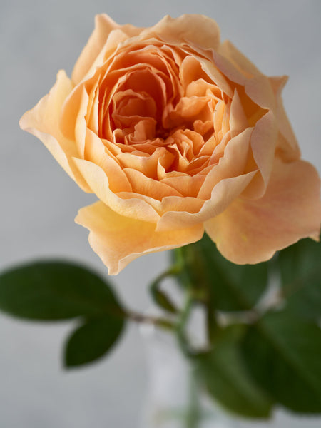 和薔薇花咲株 和花 waka – WABARA online store