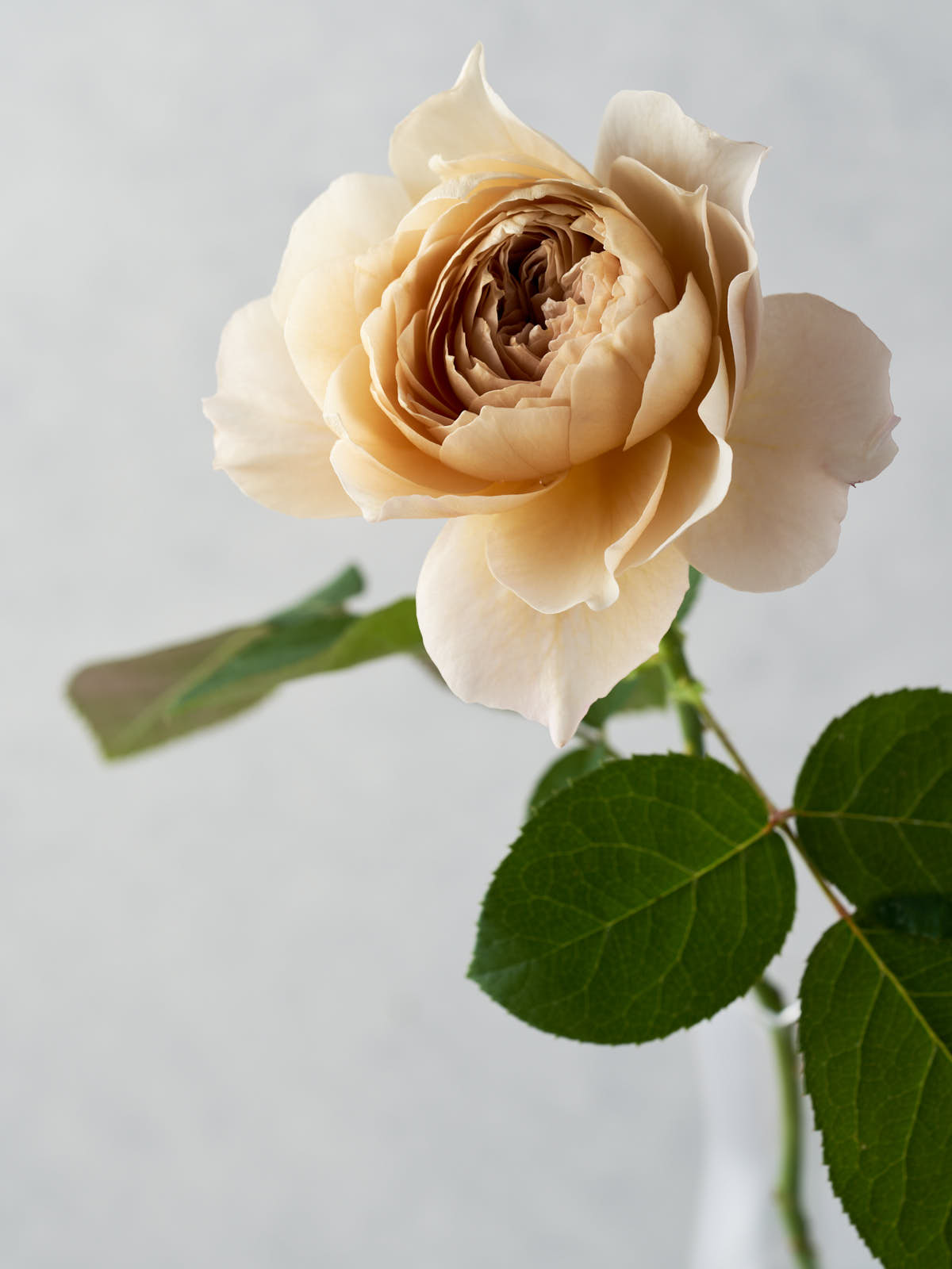 1551_4472x.jpg?v=1622219943