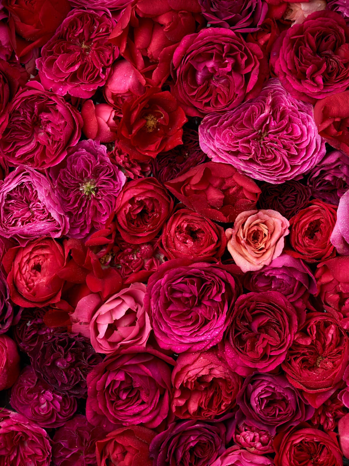 WABARA BOX -わばら農園-S – WABARA online store