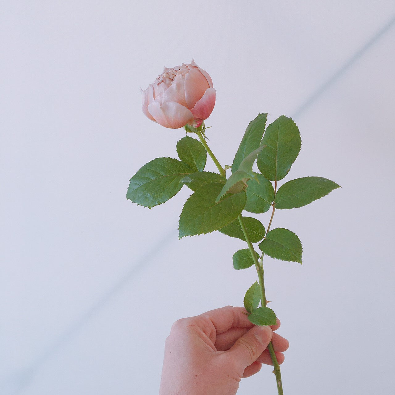 ROSE CHARLOTTE PERRIAND ブーケS：15本 – WABARA online store
