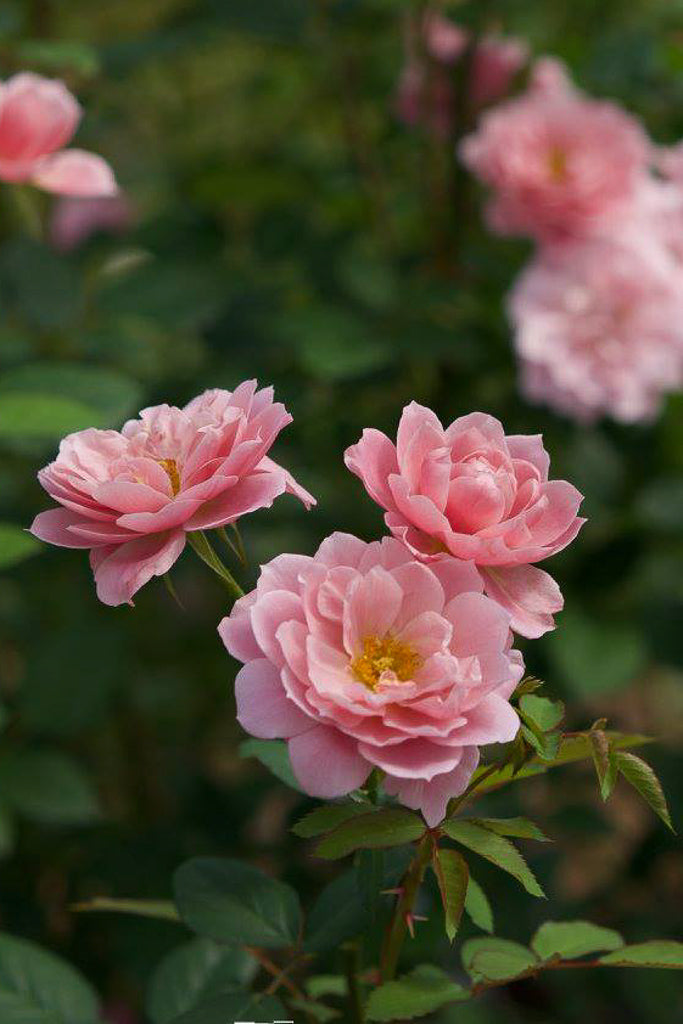 おへやで育てるばらmini：葵-七 – WABARA online store