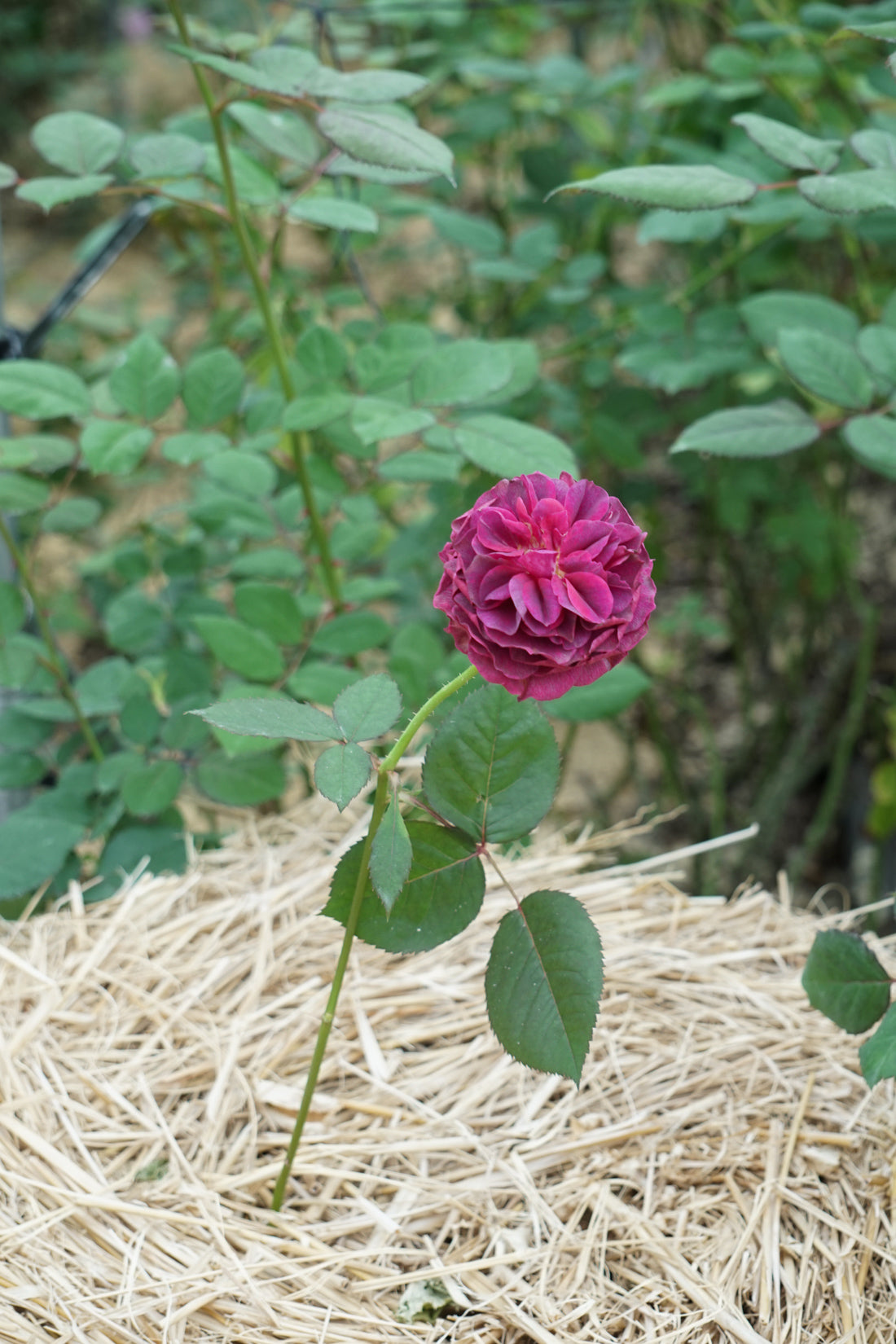 大きめ/ベージュとローズピンクの上品なバラのラグ No.699 黄味ベージュ