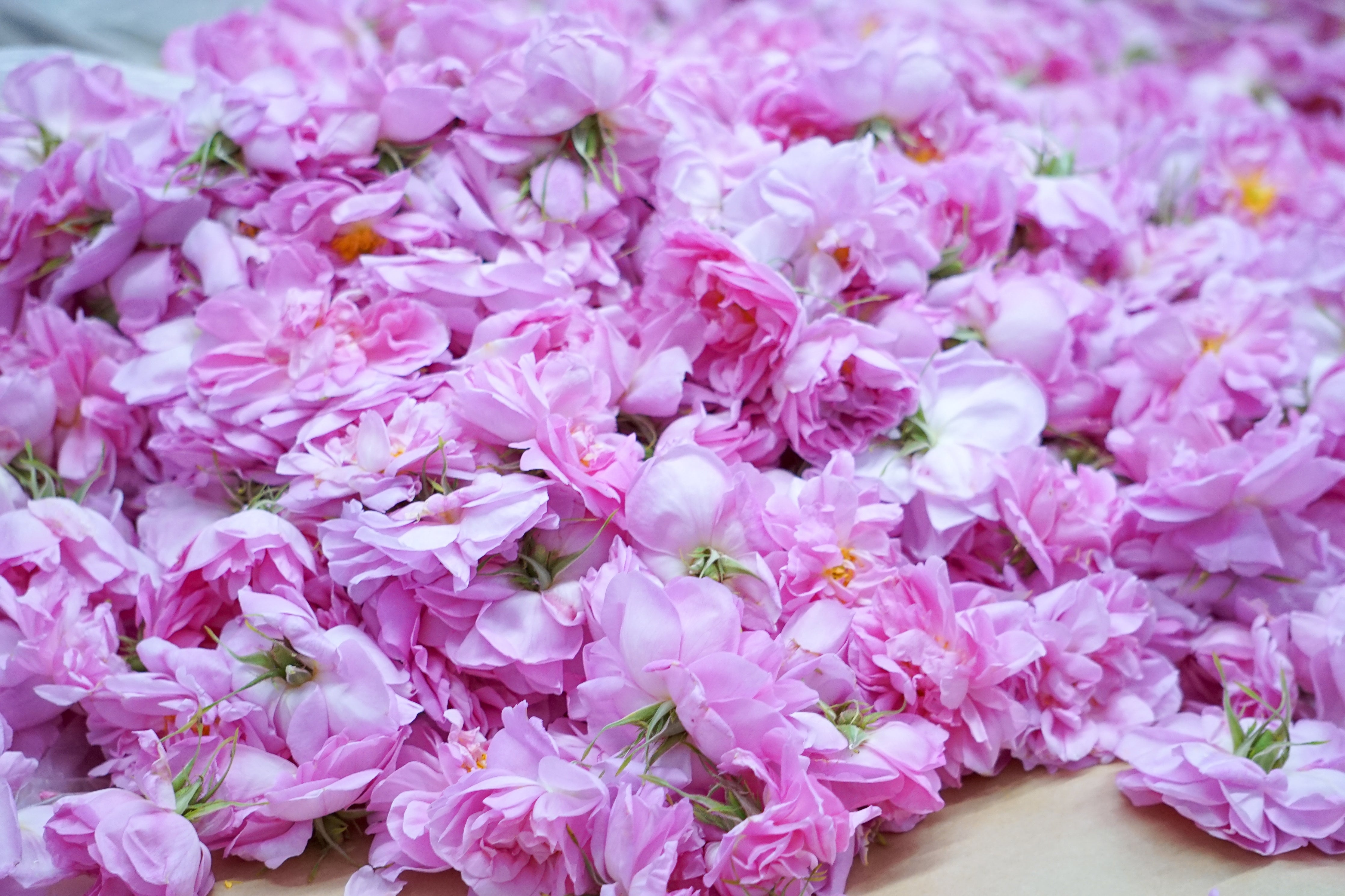 Juale クリームパック ペタルクレイパック <保湿パック> 30g – WABARA online store