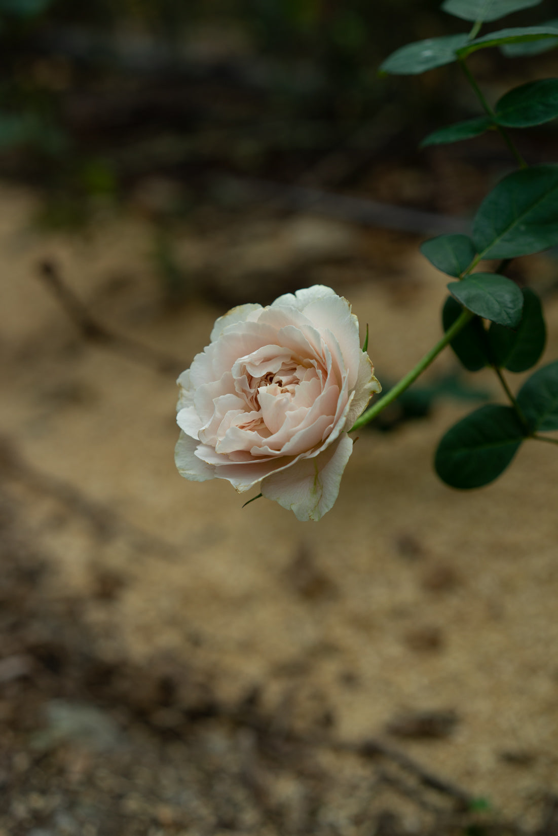 DSC09747_4472x.jpg?v=1586232184