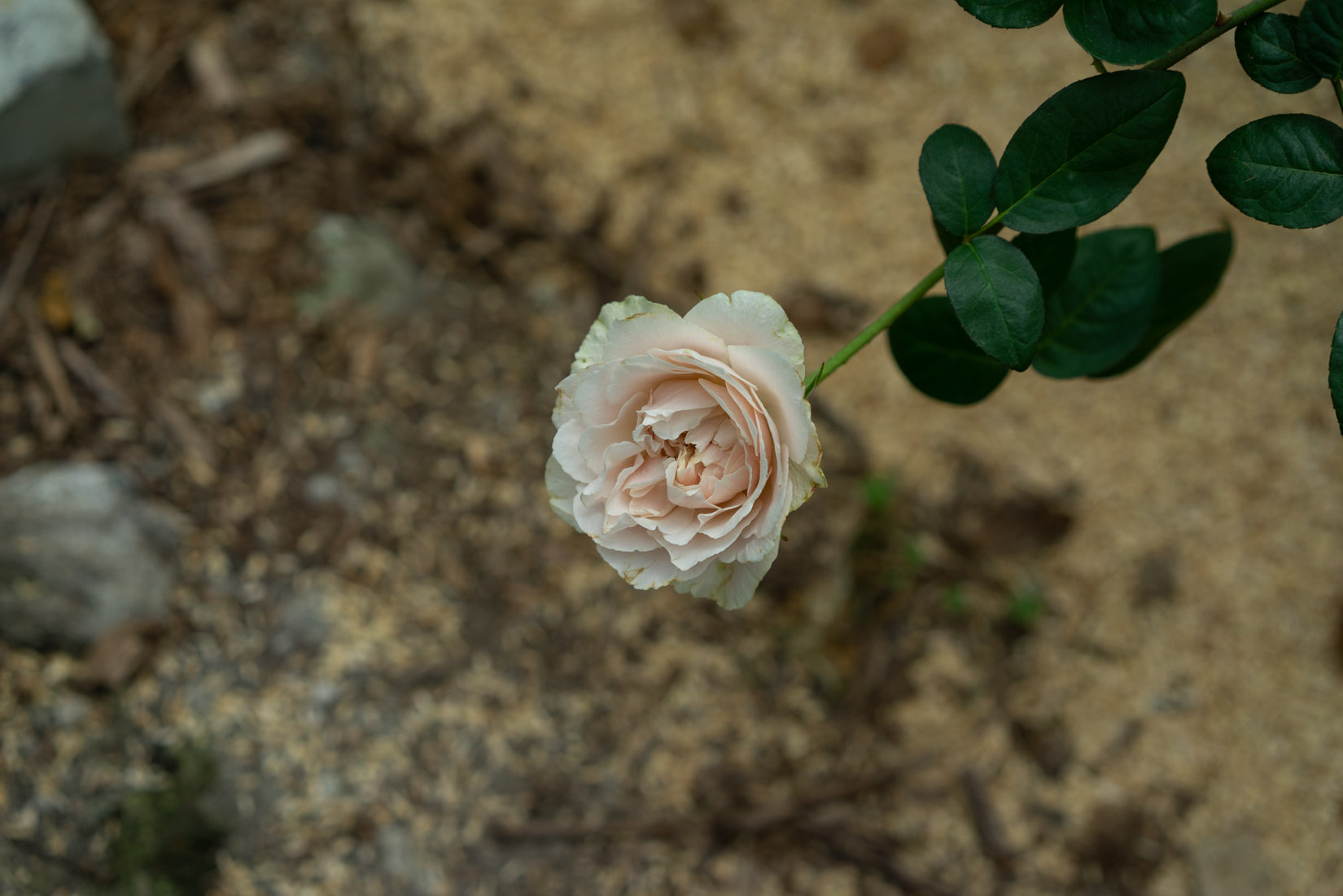 ゆきのにわ yukinoniwa – WABARA online store