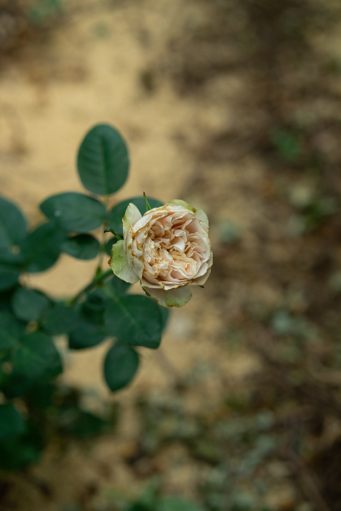 ゆきのにわ yukinoniwa – WABARA online store