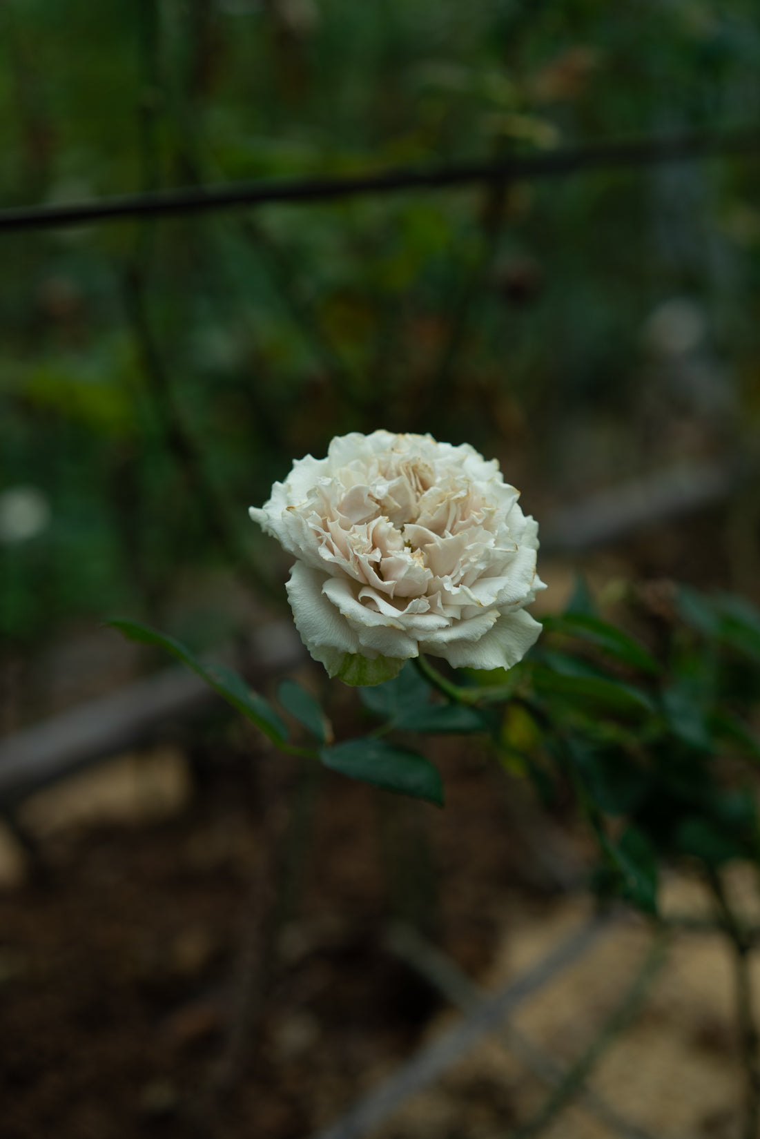 ゆきのにわ yukinoniwa – WABARA online store