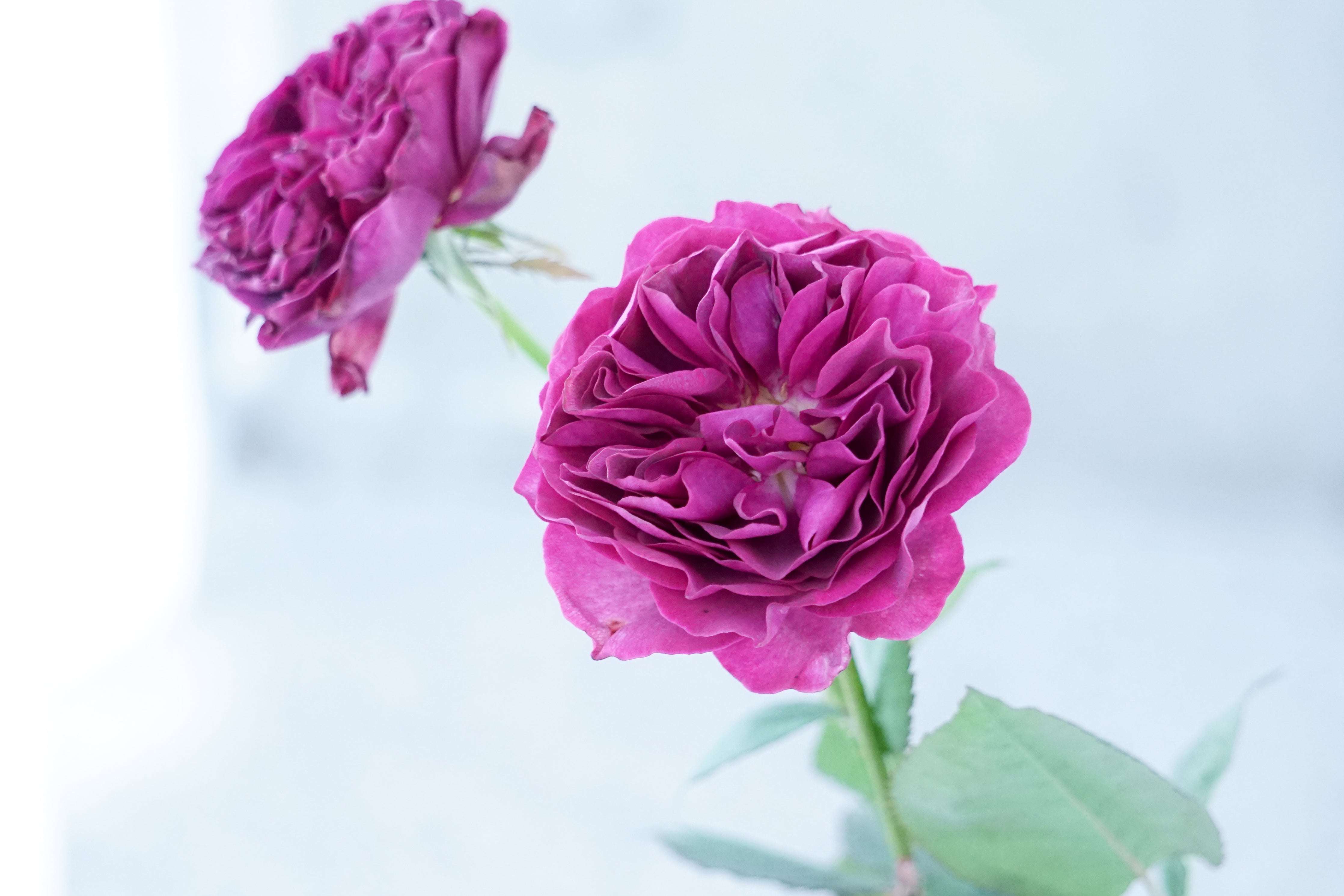 小原流　ハラHisa カスケード：タンブラー ペア GIFT | ガラス製品 | Sghr