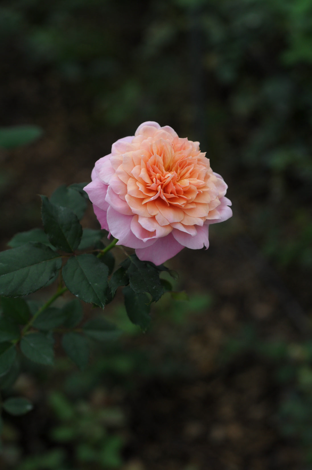 雅 miyabi – WABARA online store