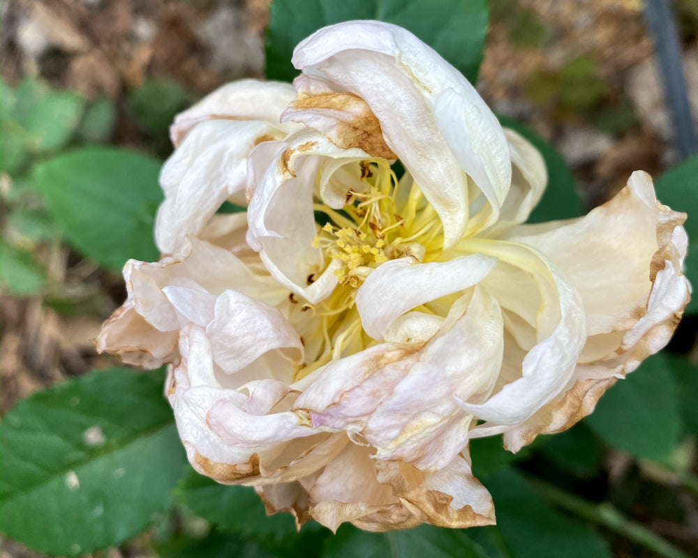 ROSE CHARLOTTE PERRIAND ブーケS：15本 – WABARA online store