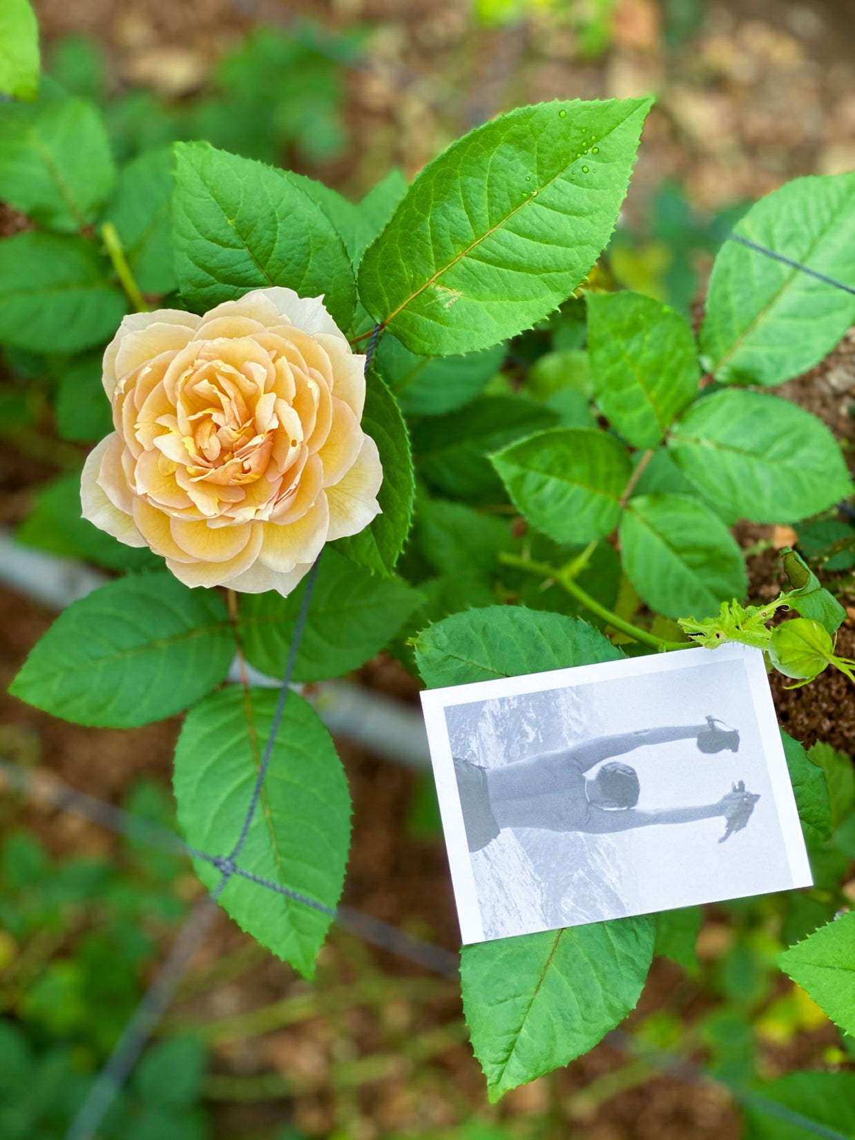 s*r様 正規品　和バラ　wabara シャルロットペリアン　バラ苗　接ぎ木苗 ROSE CHARLOTTE PERRIAND ブーケS：15本 – WABARA online store