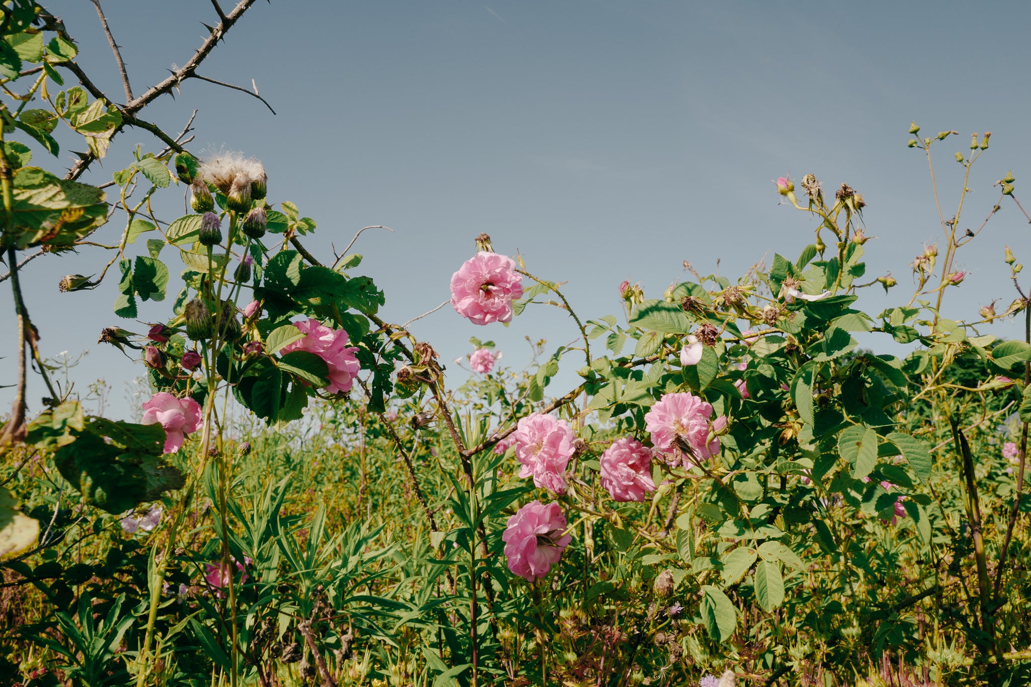 WABARAスキンケア3点セット – WABARA online store