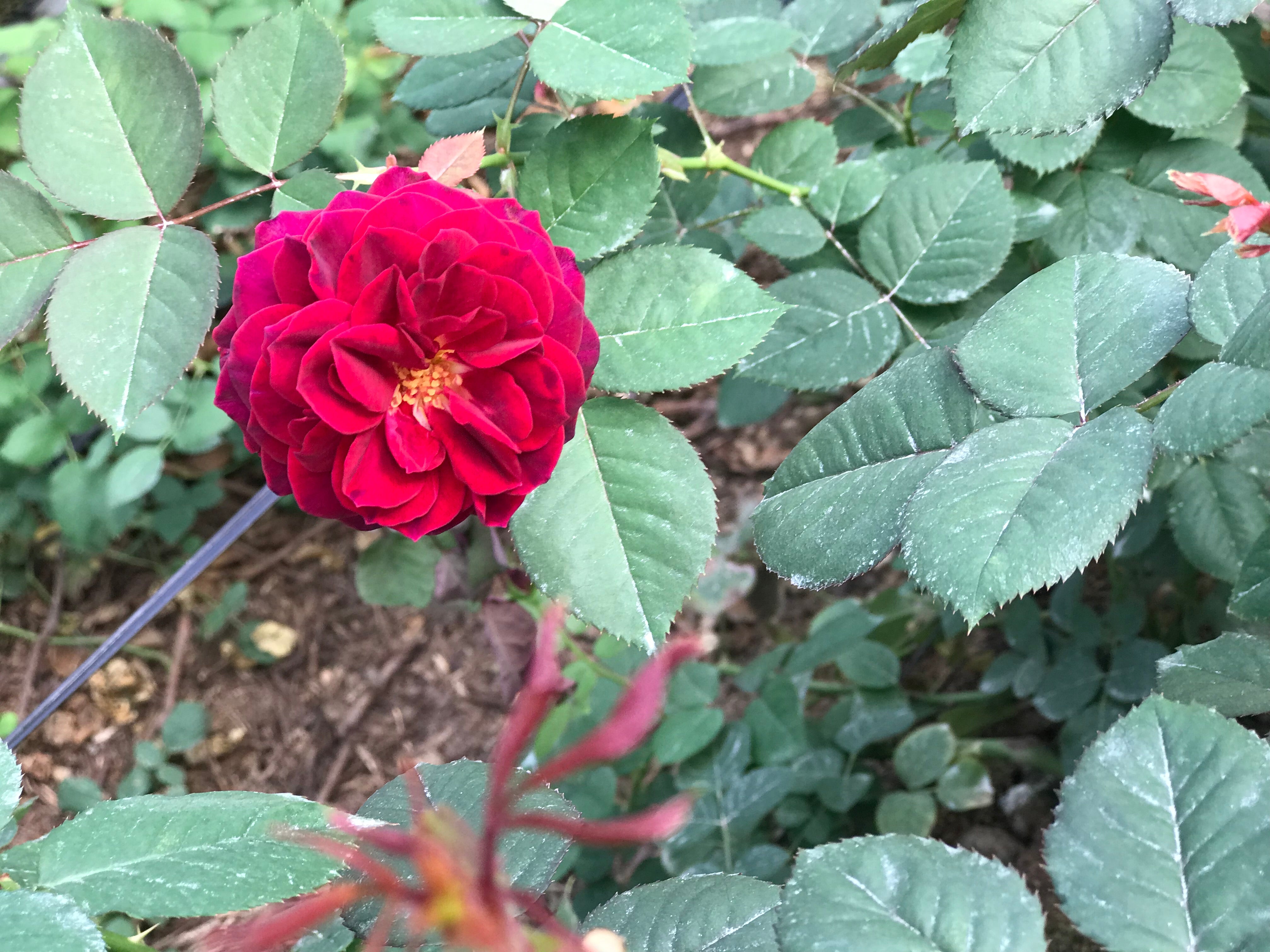 小原流　ハラHisa ひらく hilaku – WABARA online store