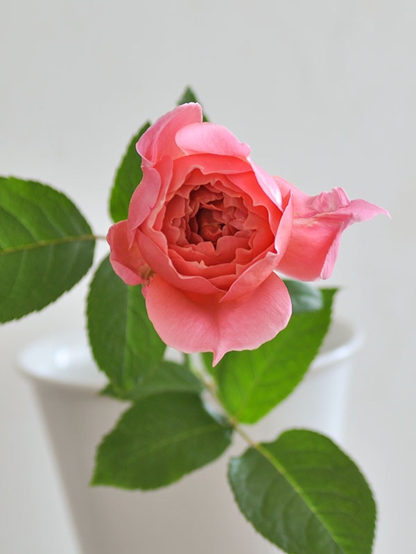 Rosie – WABARA online store