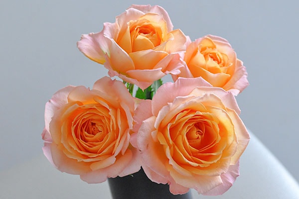 ⃘ほのかに香る〜野ばらのリース ∮ Rose ∮ 〖展示品〗 ❁