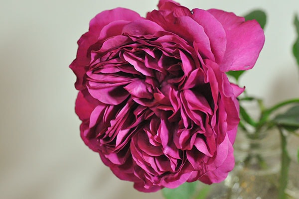 一心 issin – WABARA online store