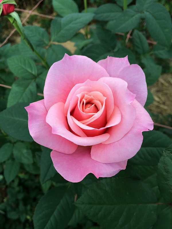 も*み様 バラ苗　高級な　和バラ苗　1苗 楽天市場】予約販売 バラ苗 バラ大苗 ロサ オリエンティス シルク