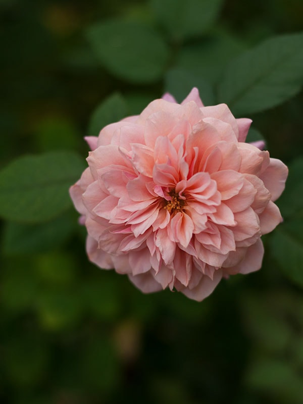 雅 miyabi – WABARA online store