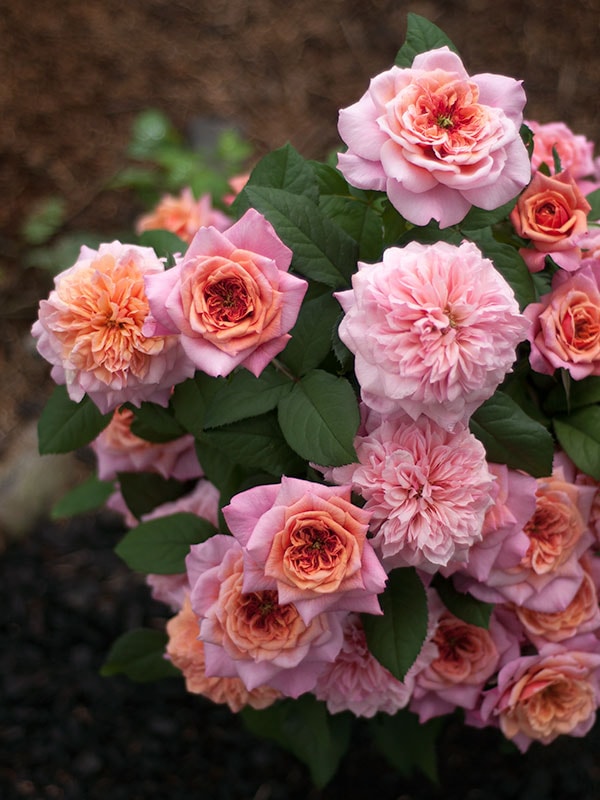 雅 miyabi – WABARA online store