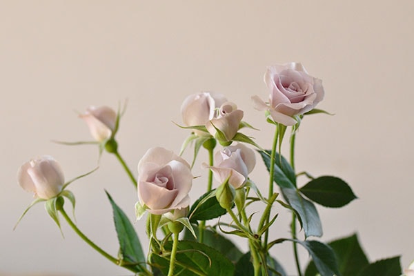 紫水 shisui – WABARA online store