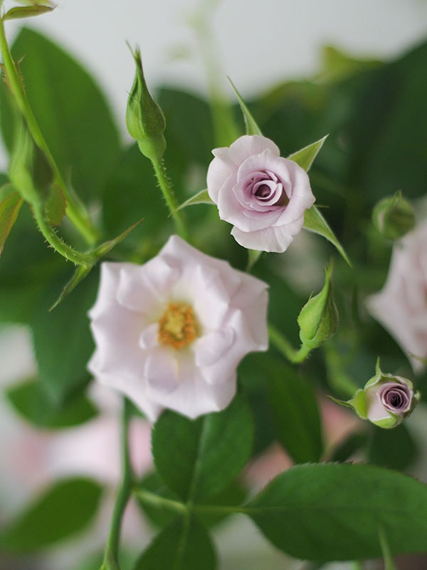 紫水 shisui – WABARA online store