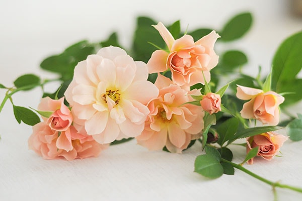 そら sola – WABARA online store