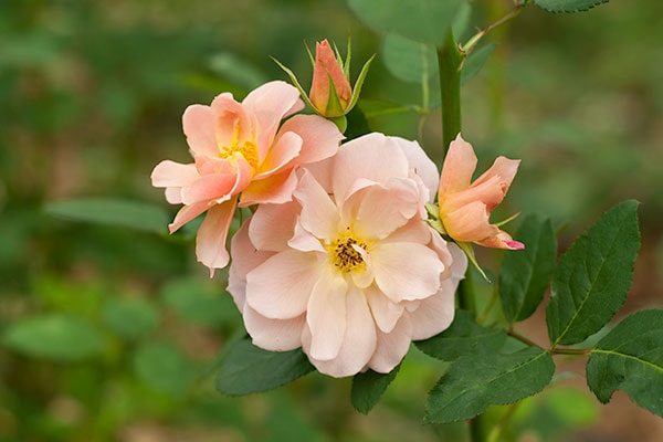 バラ　FS そら sola – WABARA online store