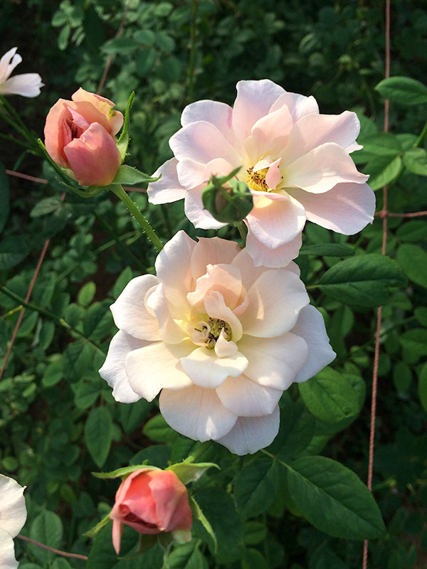 バラ　FS そら sola – WABARA online store