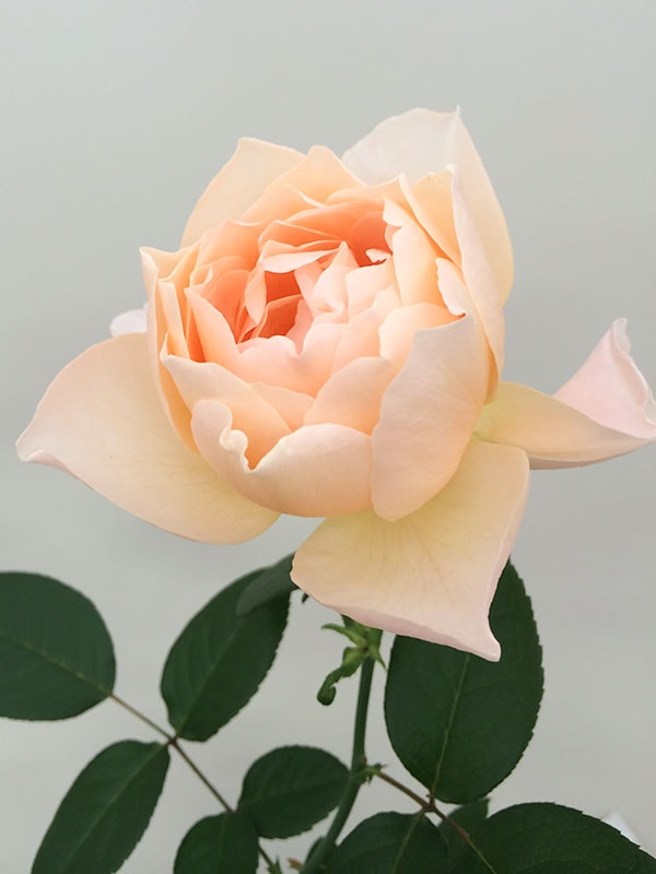 Rosie – WABARA online store